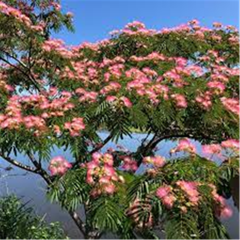 Albizia julibrissin - Kineska Mimoza