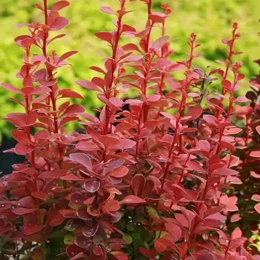Berberis thunbergii 'Red Rocket' - Žutika crvena raketa, R-POT
