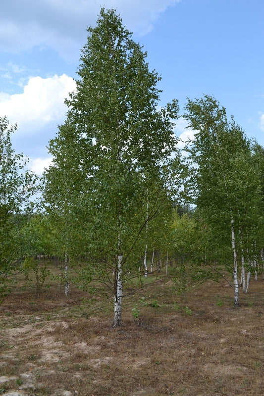 Betula verrucosa - Breza