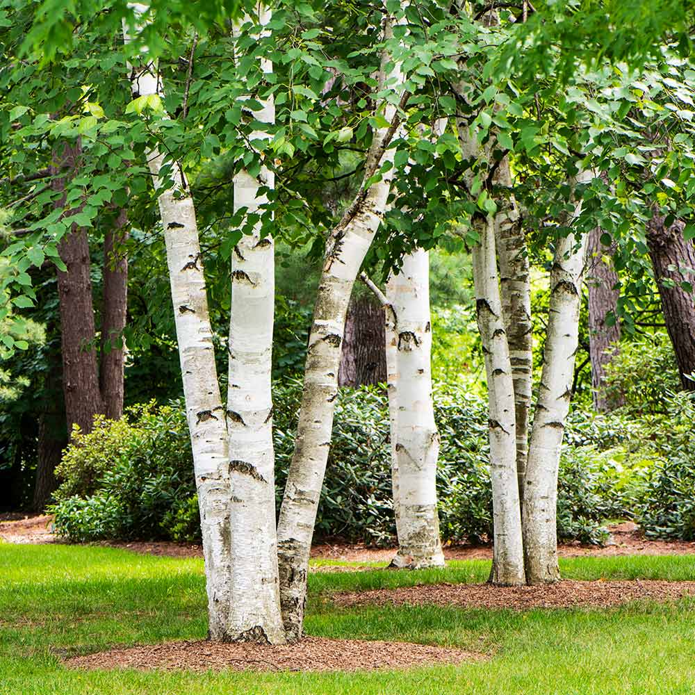 Betula verrucosa - Breza