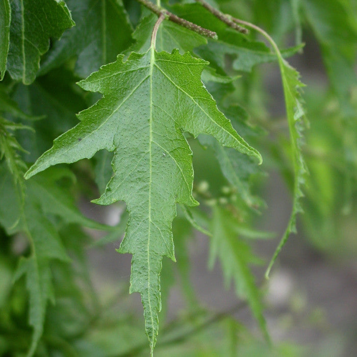 Betula pendula 'Laciniata' - Švedska Breza