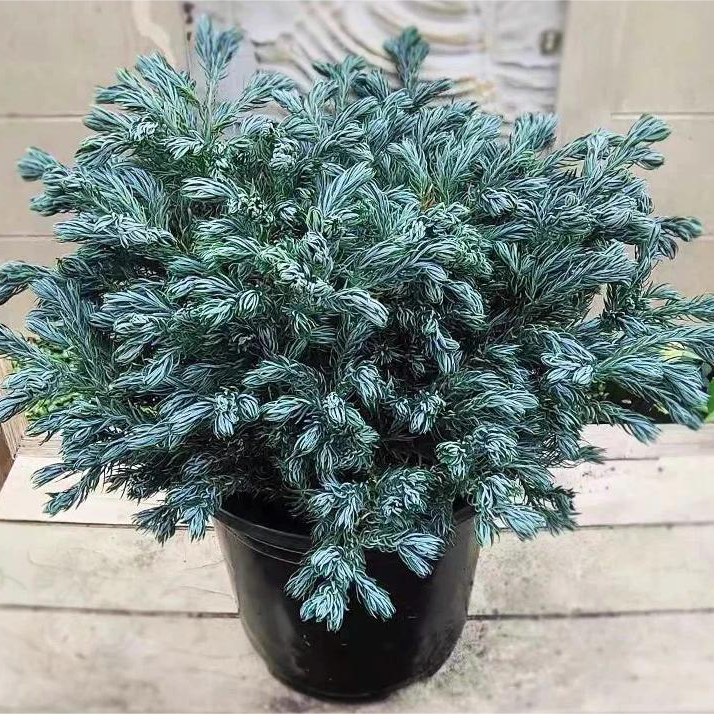 Chamaecyparis pisifera 'Boulevard' - Srebrni pačempres