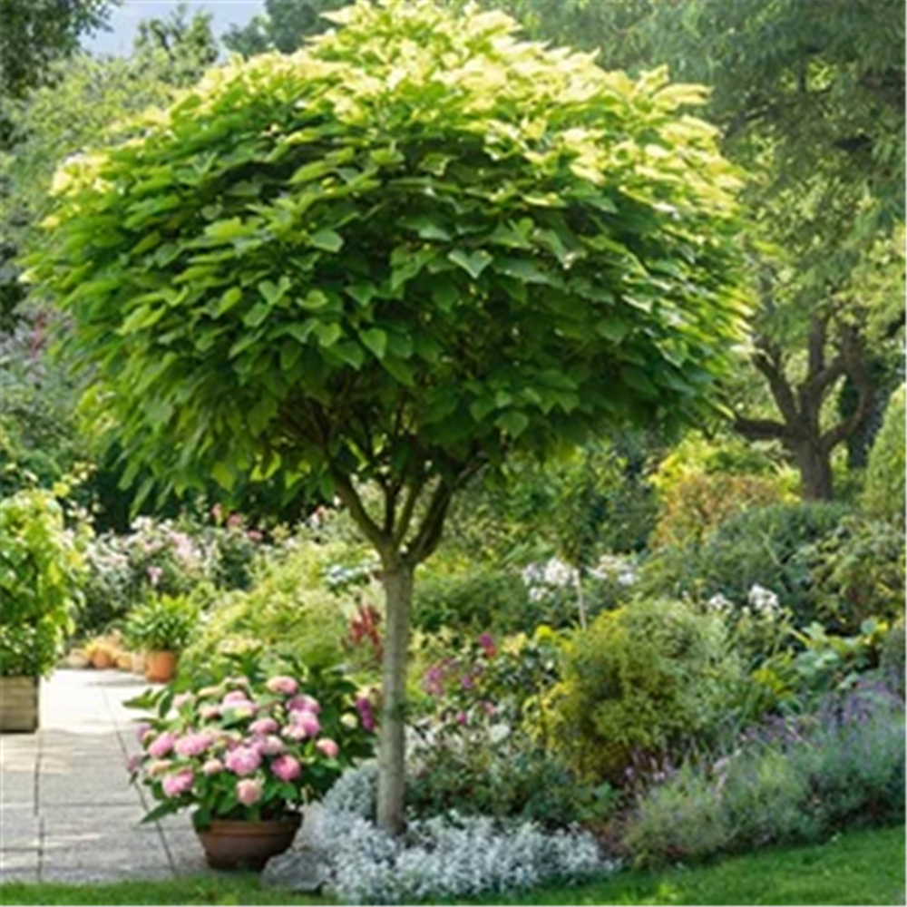 Catalpa bignonioides 'Nana' - Kuglasta Katalpa