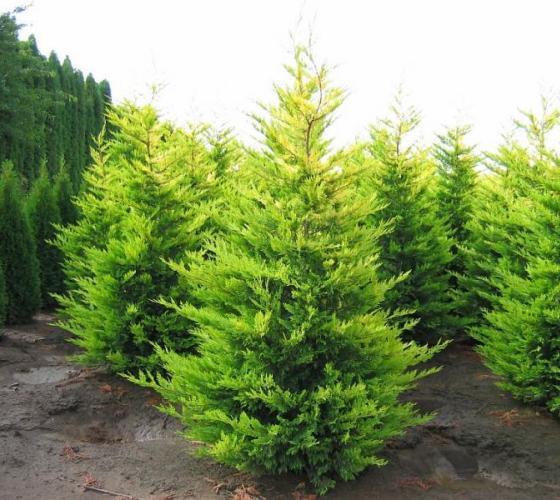 Cupressociparys leylandii 'Gold Rider' - Zlatni Kupresociparis