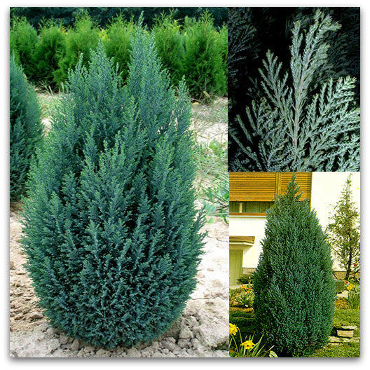 Chamaecyparis lawsoniana 'Ellwoodii' - Pačempres Elvudi