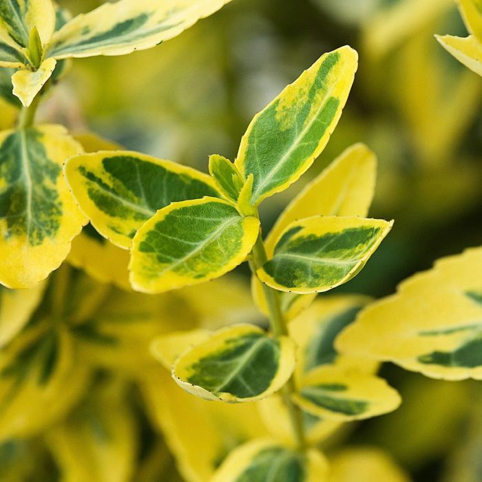 Euonymus fortunei 'Emerald 'n' Gold' - Zlatni Evonimus