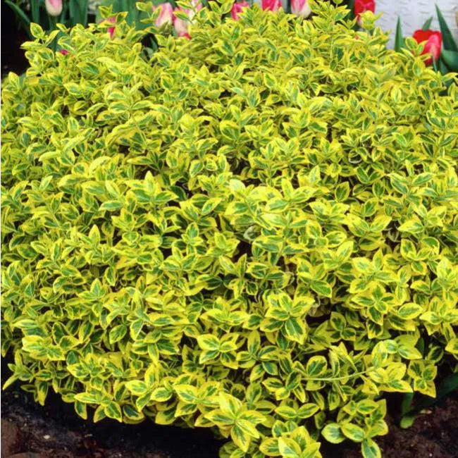 Euonymus fortunei 'Emerald 'n' Gold' - Zlatni Evonimus