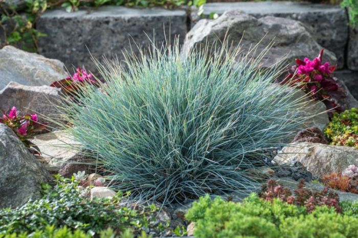 Festuca glauca 'Elijah Blue' - Plava vlasulja