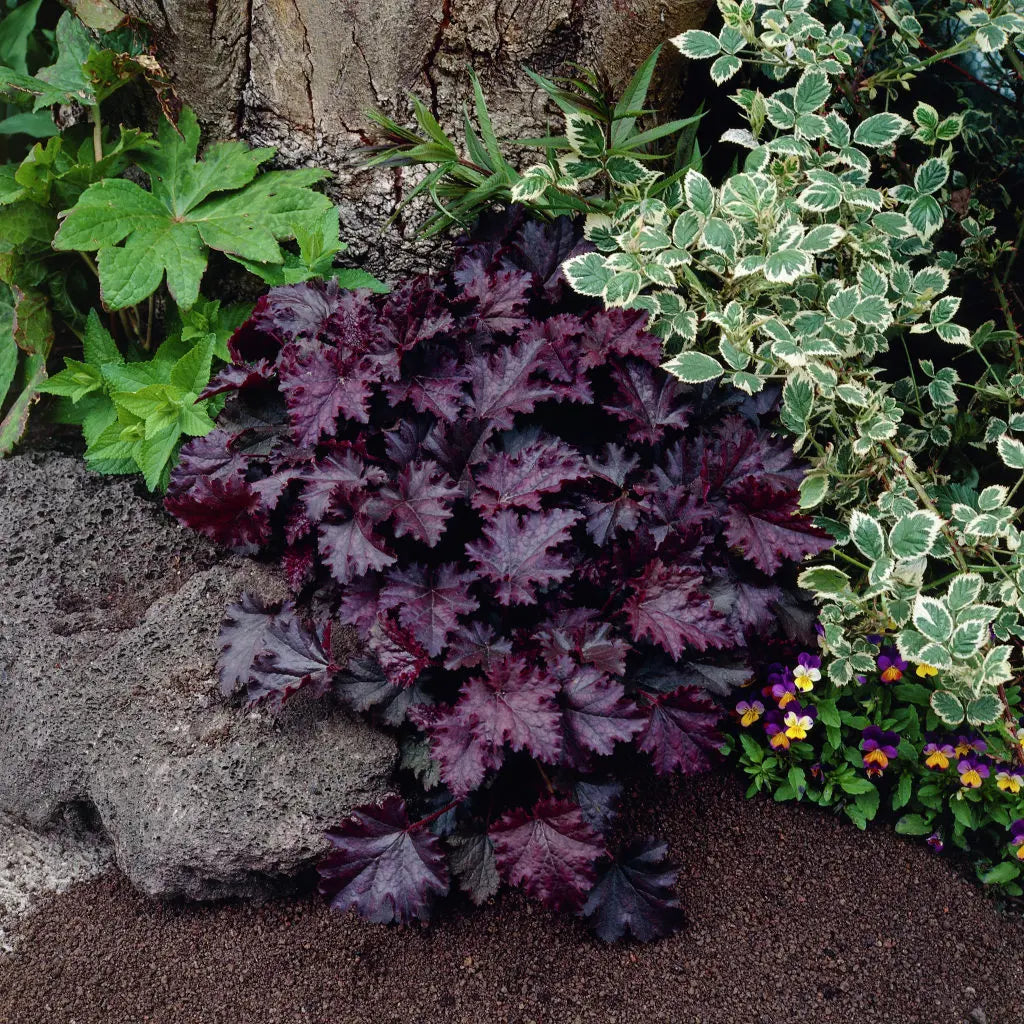 Heuchera micrantha 'Palace Purple' - Koraluška