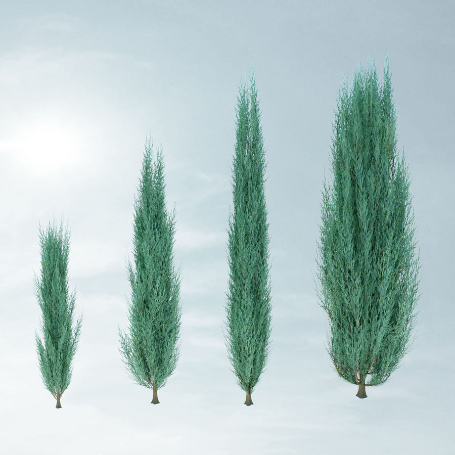 Juniperus chinensis 'Skyrocket' - Nebeska raketa