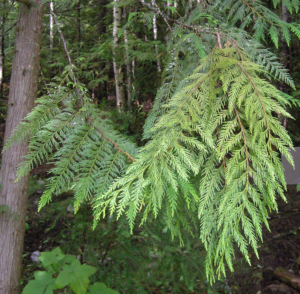 Thuja plicata 'Aldrich Mountain' - Zapadna Tuja