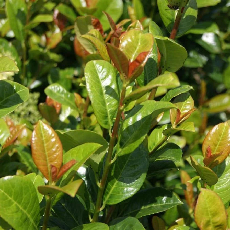 Prunus laurocerasus 'Antonius' - Lovor Višnja