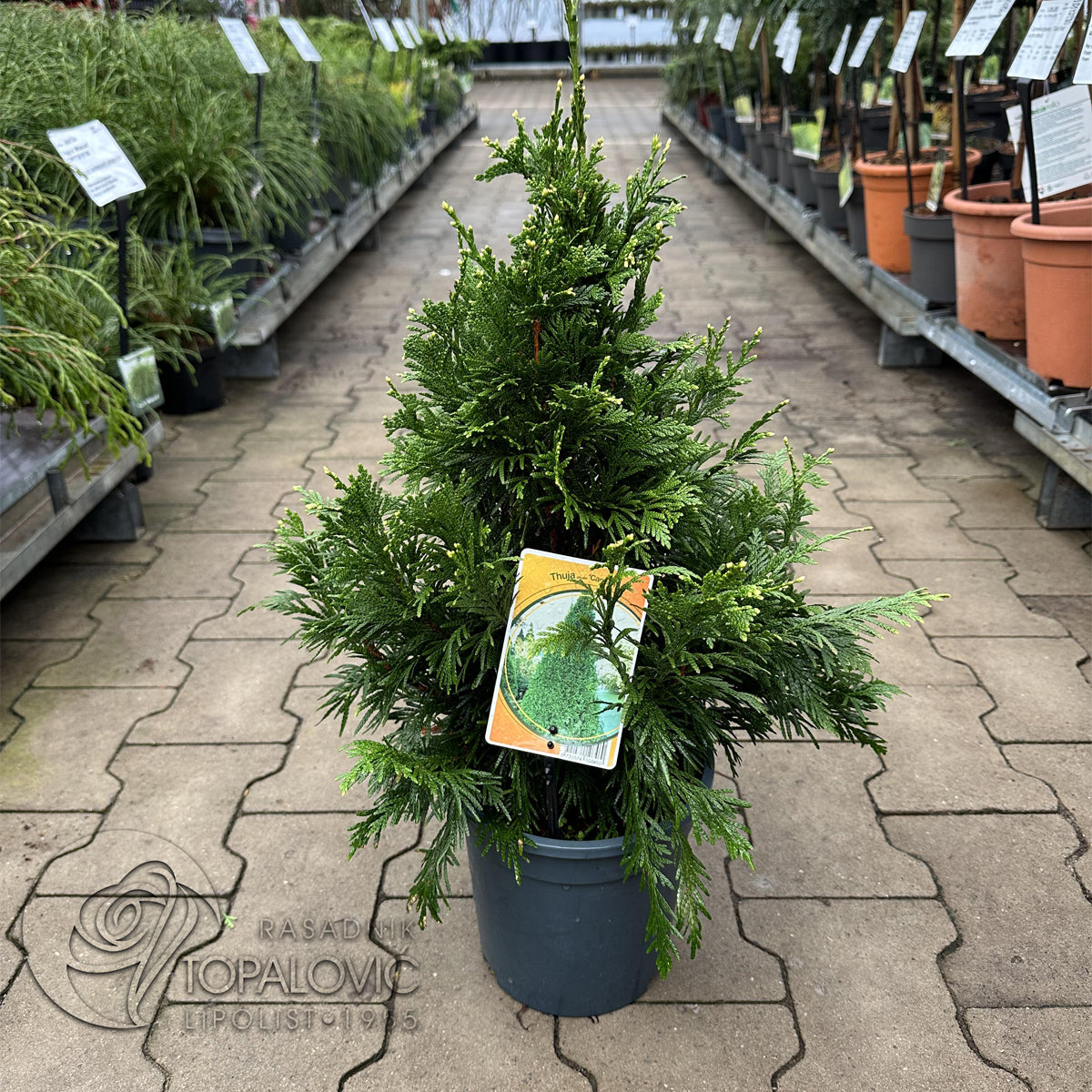Thuja plicata 'Can Can' - Tuja Kan Kan