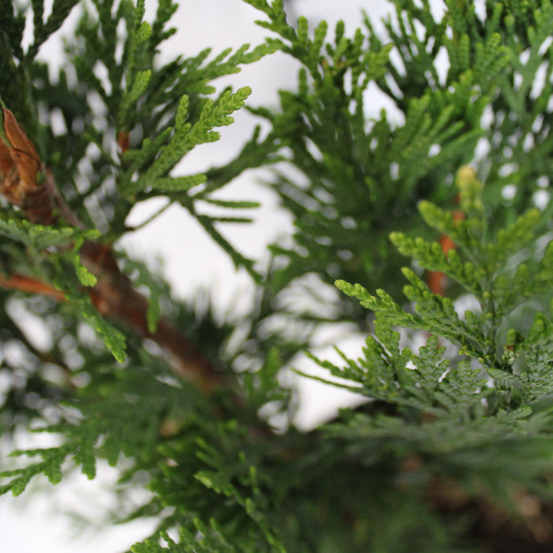 Thuja plicata 'Can Can' - Tuja Kan Kan